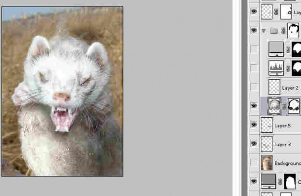 Creation of Now THAT'S an Ferret: Step 2